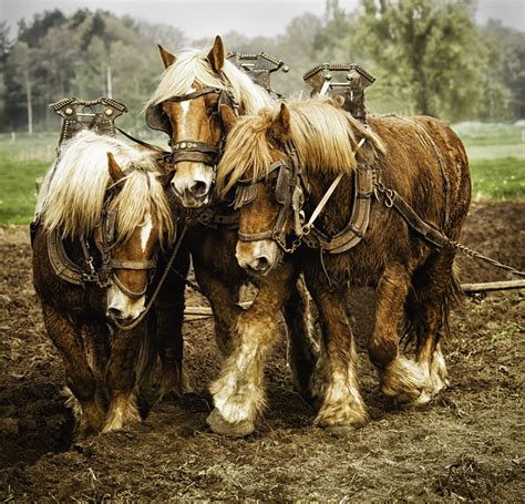 Belgian Draft Horses Horses Belgian Draft Horse Big Horses