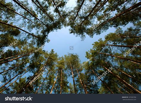 Looking Forest Perspective Stock Photo 107282786