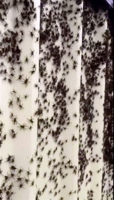 Australie après les inondations lalerte aux mygales