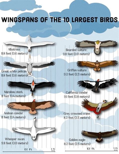Top 10 Largest Birds On Earth Wingspans Birds Bird Facts Backyard