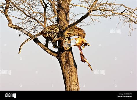 Leopard Hiding Prey In Tree Stock Photo Alamy