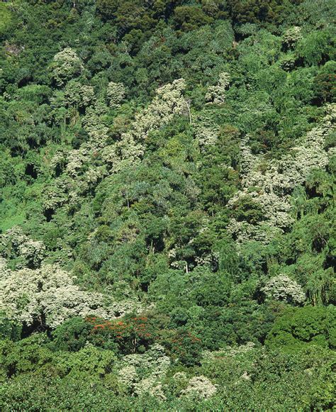 Humid Tropical Forest Canopy Stock Image E6400373 Science Photo