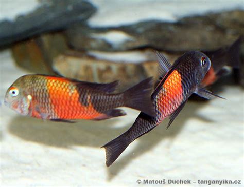 Tropheus Moorii Bemba Rare Fish Cichlids Aquarium Fish