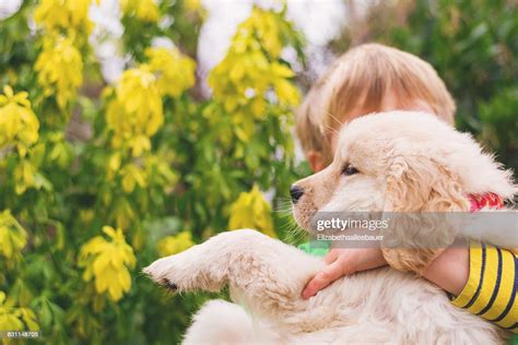 Boy Hugging His Golden Retriever Puppy Dog High Res Stock Photo Getty
