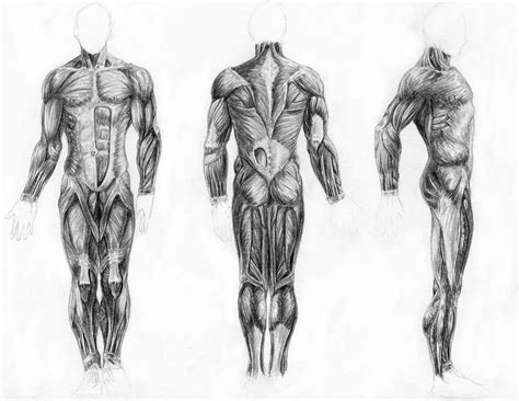 Muscular System Drawing At Paintingvalley Explore Collection Of