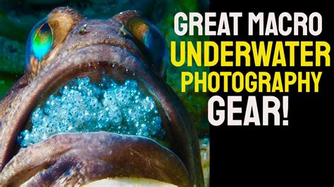 Macro Setup For Underwater Photography Tips On Lighting And Tripod