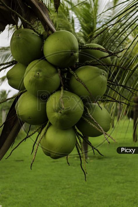 Image Of Posy Of Coconuts On A Palm Tree Round Fruit Of Green Color