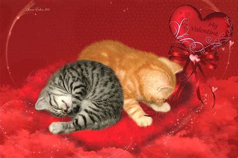 valentine kitties valentines day red kittens adorable valentine sweet hd wallpaper peakpx