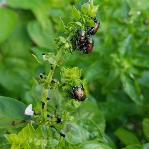 What Do Japanese Beetles Eat And Ways To Fight Them