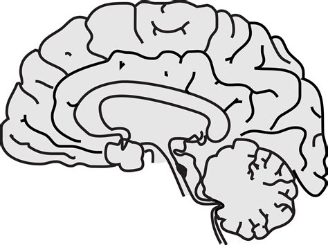 Brain Outline Png Png Image Collection