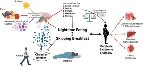 The Disrupted Circadian Rhythm Due To Nighttime Eating And Skipping