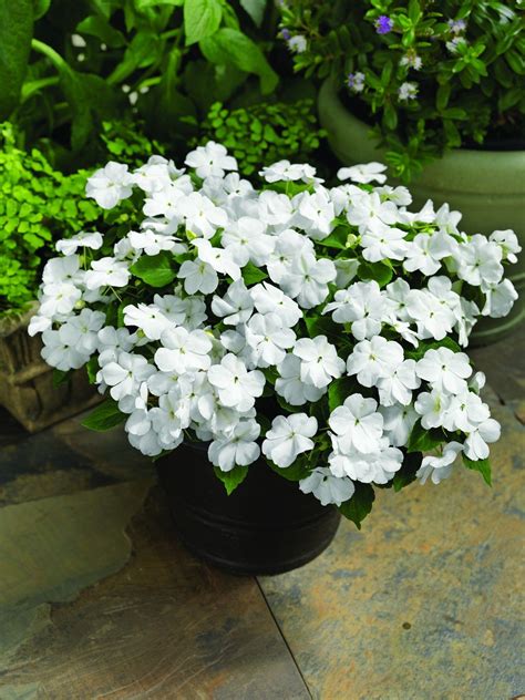 Impatiens Walleriana Accent Premium White White Flowering Plants