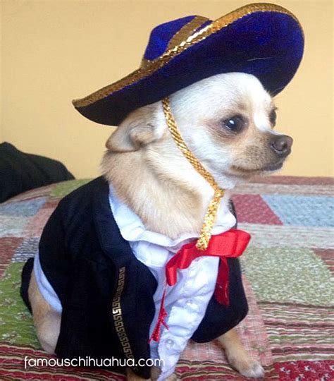 Chihuahuas In Mexican Sombreros Celebrate Cinco De Mayo Viva México