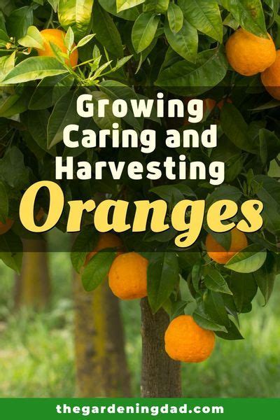 10 Easy Tips How To Plant Orange Tree In Pot The Gardening Dad In