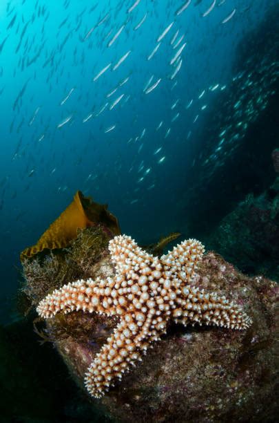 Giant Sea Star Photos Stock Photos Pictures And Royalty Free Images Istock
