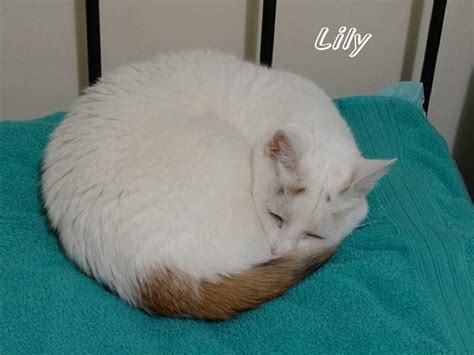 Solve Lily 0183 Soft Kitty Warm Kitty Little Ball Of Fur Happy