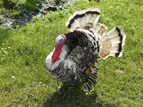 Fall Turkey Hunting Season To Begin In Pennsylvania Pennwatch