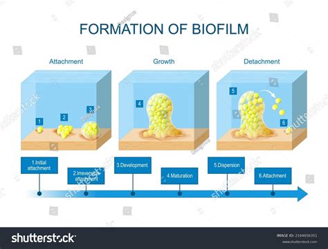 Biofilm Formation Stages Biofilm Development Life Stock Vector Royalty