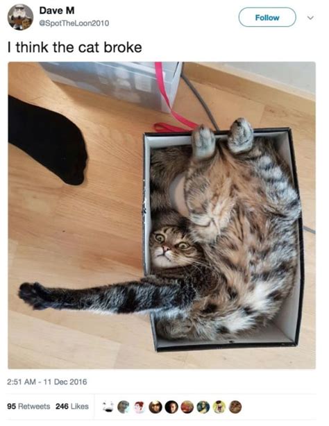 Funny Tweets About Cats 17 Pics