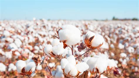 Better Cotton Initiative Bci Program Keberlanjutan Katun Terbesar
