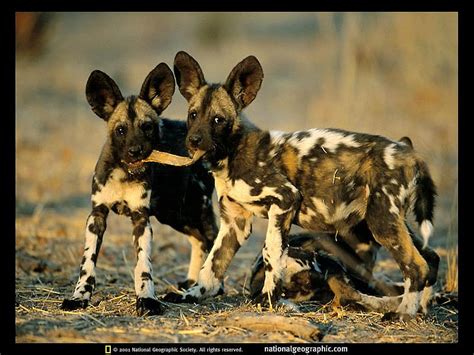 African Wild Dog Pups Wallpaper