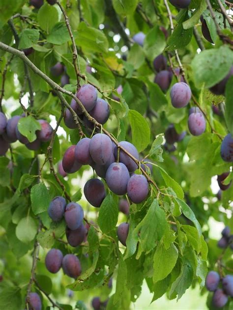 23 Top Types Of Plum Trees ProGardenTips Types Of Plums Tree Seeds