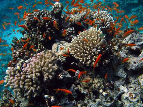 How Coral Reefs Can Help Us Endure Climate Change Matter