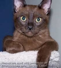 My Sweety Cat: Burmese Cat