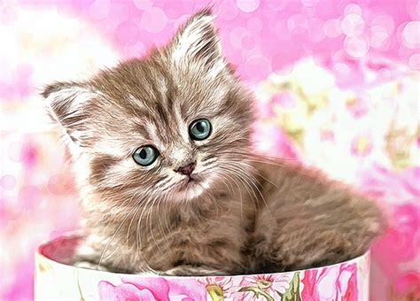 Cute Kitten Aranyos Kiscica Megaport Media Képek Videók Animációk