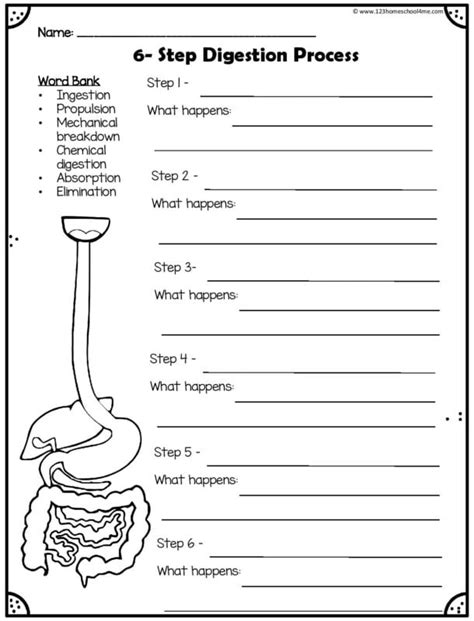 Digestive System Printable Worksheet