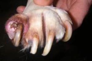 An ingrown fingernail is also known as onychogryphosis medically. Man jailed for letting dog's claws pierce her own feet ...
