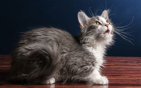 Long Haired Cat Breeds Different Breeds Care And Grooming