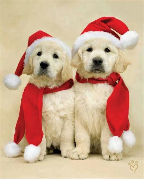 Puppies Cute Puppies Christmas Puppy Christmas Animals