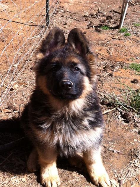Sable, and black and tan. Pin by Darren Driscoll on King Shepherd Dog | Pinterest