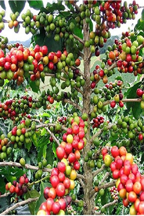 Coffee Plant How To Grow A Coffee Tree Indoors And Out Coffee Bean