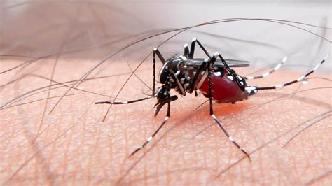 What Happens To Your Blood Inside A Mosquito