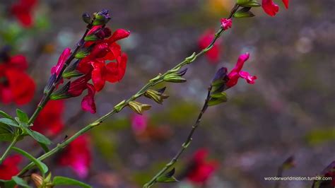 Wonderworldmotion Beautiful Nature Flower Garden Nature