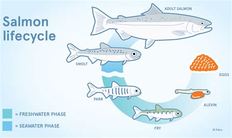 Salmon Life Cycle Best Fishes