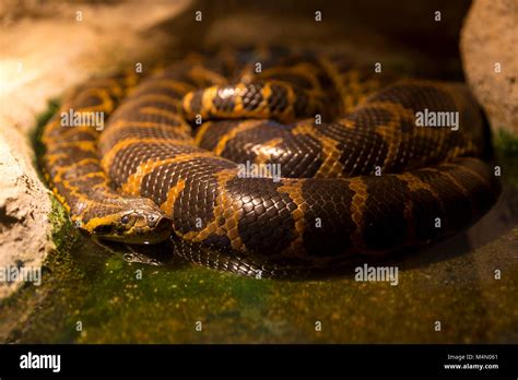 Giant Anaconda Hi Res Stock Photography And Images Alamy