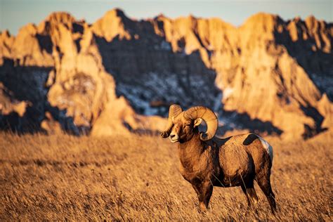 Bighorn Sheep Ram Of Badlands National Park On Behance