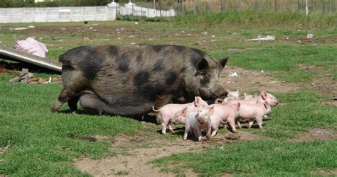 Choosing A Pig Breed South Africa