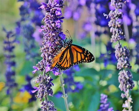 Monarch Butterfly - Birds and Blooms