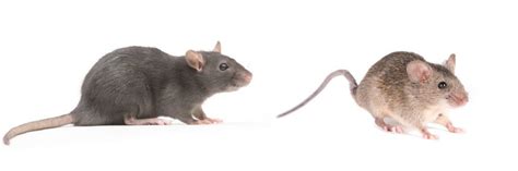 Rats Vs Mice What Is The Difference Between A Rat And A Mouse