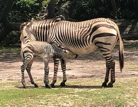 Disneys Animal Kingdom Theme Park Welcomes Baby Zebra Its A Boy