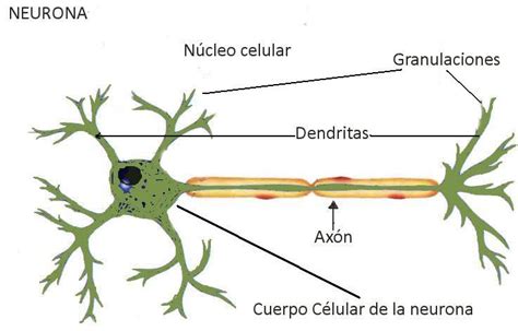 Partes De La Neurona 513