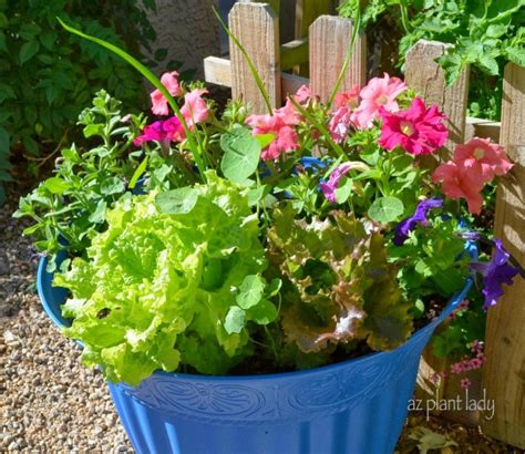 Creative Container Gardening Tips Ramblings From A Desert Garden