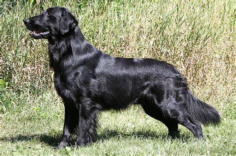 We did not find results for: Golden retriever negro pelo corto - Cortes de pelo hombre