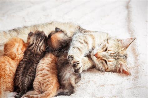 Mother Cat Nursing Baby Kittens Stock Image Image Of Child Dream
