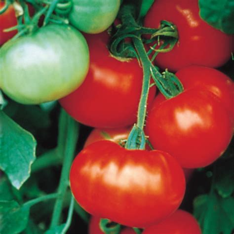 Super Fantastic Hybrid Tomato Large Tomato Seeds Totally Tomatoes