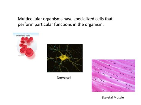 Cells Their Structure And Function Ppt Download